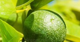 Lime