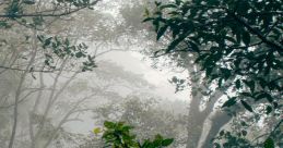 Rainforest Rainforest and effects to download and play.