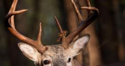 Buck