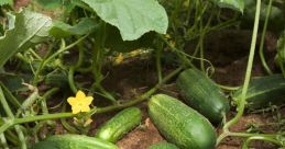 Pepino