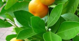 Mandarina