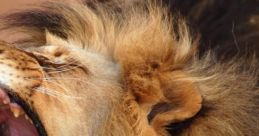 Roaring