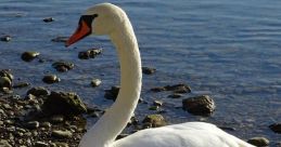 Swan