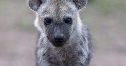 Hyena