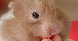 Hamster