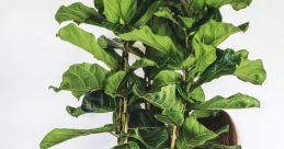 Plantas