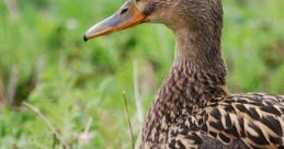 Ente Ente and effects to download and play.