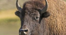 Buffalo