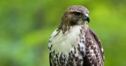 Hawks