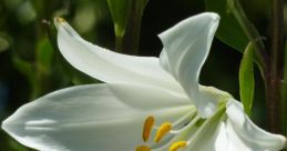 Lily