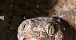 Gekko