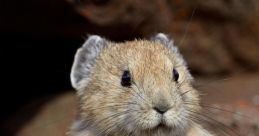 Pika