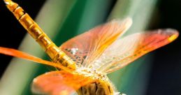 Dragonfly