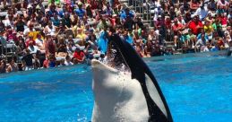 Orca