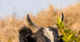 Bull