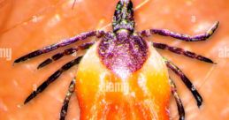 Tick