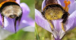 Bumble Bee
