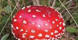 Mushrooms