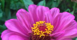 Flores