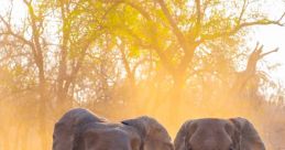 Safari