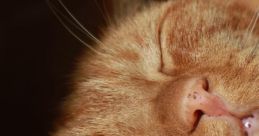 Purr