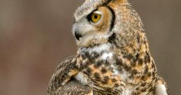 Conradowl Conradowl and effects to download and play.
