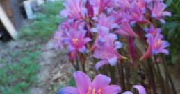 Lycoris