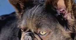 Frenchie
