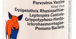 Parvo