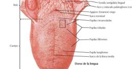 Lengua