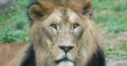 Lions