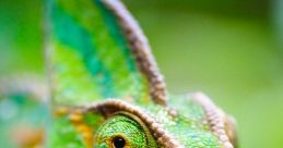 Cameleon
