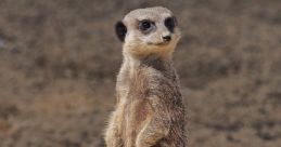 Meerkat