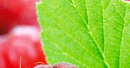 Raspberry