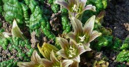 Mandragora