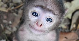 New Monkey