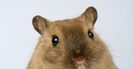 Maus