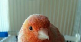 Canary