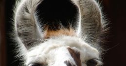 Lama