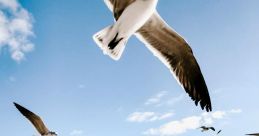Seagulls
