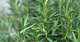 Rosemary