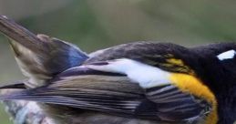 Hihi