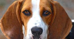 Hounds