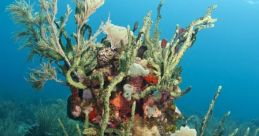 Reef