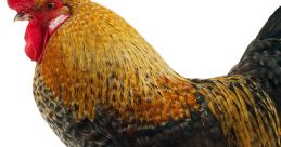 Cockerel