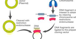 Gene