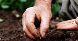 Seed