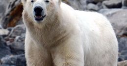 Polar