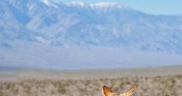 Coyote