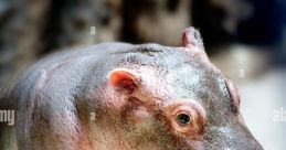 Hippo
